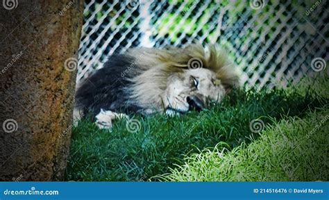 Male Lion Taking A Nap At The Oklahoma City Zoo Stock Photo Image Of
