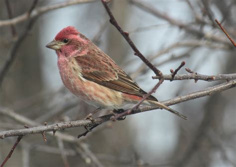 All About Birds Purple Finch