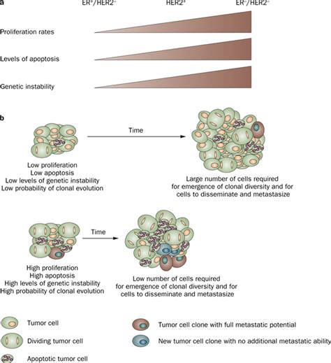 Tumor Size And Survival In Breast Cancer 172772