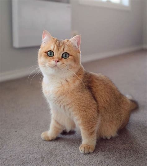 Golden British Shorthair Premium Photo Small Cute Kitten Golden