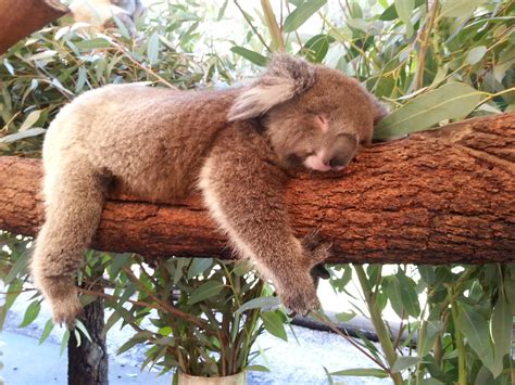 Beautiful Sleeping Baby Koala Baby Koala Baby Sleep Animal Kingdom