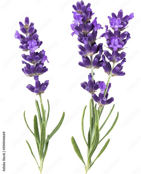 PNG Lavender Flower Isolated Transparent Background Stock Photo Adobe