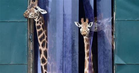Genes Tell How The Giraffe Got Its Long Neck