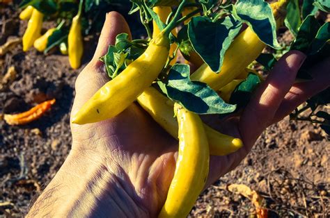 Aji Amarillo Chile Pepper Seeds The Plant Good Seed Company