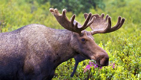 Symbolic Moose Facts And Moose Totem Tips On Whats Your Sign