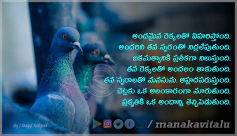 పక్షి Telugu Kavithalu About Birds మన కవితలు Telugu Kavithalu