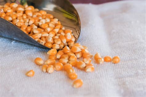 Where Do Popcorn Seeds Come From Gardeneco