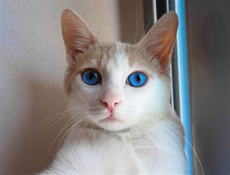 1 of the biggest cat breeds in the world, is again no. Top 10 Most Beautiful Cats In The World