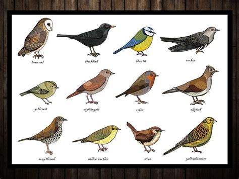 Songbirds Identification Chart Print A3 Zoology Etsy
