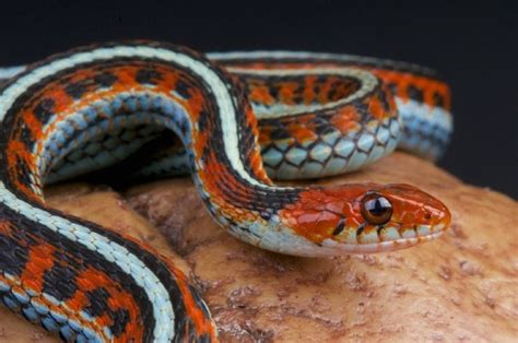 10 Types Of Garter Snakes Morphs And Colors With Pictures Oye Baggu