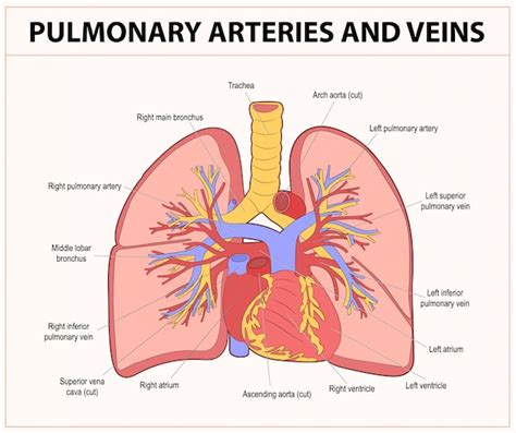 Premium Vector Pulmonary Arteries And Veins Pulmonary Circulation