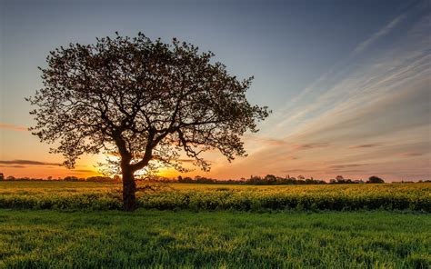 free photo grass field and trees during sunset beautiful light sunset free download jooinn