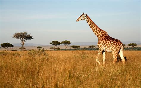 Animal African Giraffe Living In Savannah And Forests From