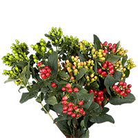 Hypericum Flowers | All flowers, Wholesale flowers, Flowers