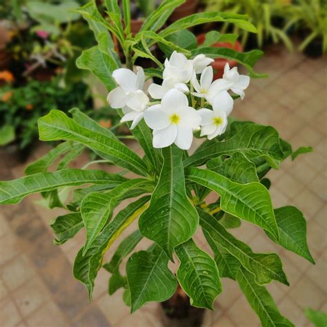 Nag Champa Flower Tree Best Flower Site
