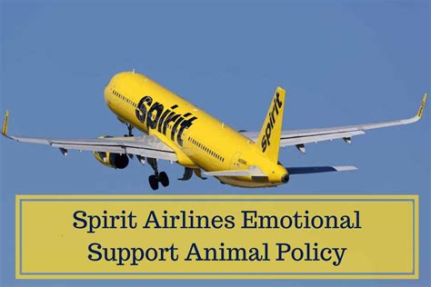 Requirements for pet carriers the animal must be in a container subject to inspection and approval by spirit. Spirit Airlines Pet & Emotional Support Animal Policy