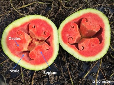This Watermelon Looks Shocking On The Inside The Cause Is Surprising