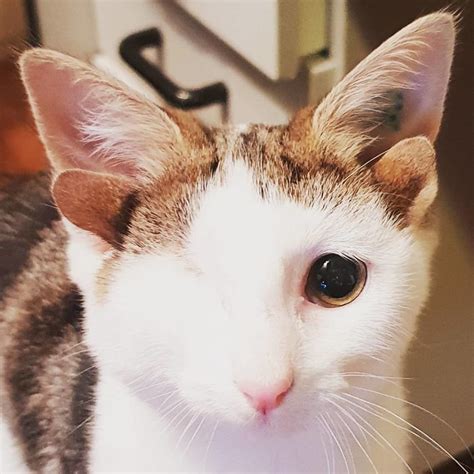 Kitten Born With 4 Ears And One Eye Finally Finds Happiness In His