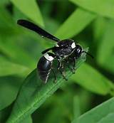 Photos of Large Black Wasp