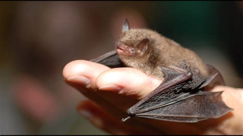 Bumblebee Bat Facts The Worlds Smallest Bat Youtube