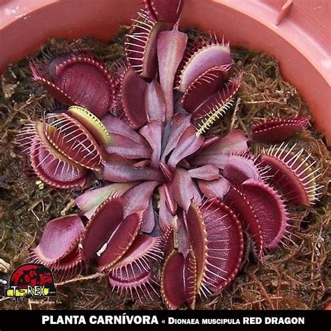 Compre Agora Sua Planta Carnívora Dionaea Muscipula Red Dragon