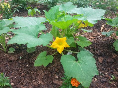 How To Grow Squash Vertically And In Containers My Jungle Garden