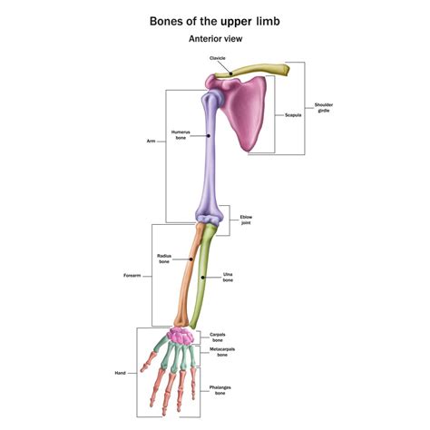 Mengenal Struktur Dan Fungsi Dari Tulang Lengan Bagian Atas