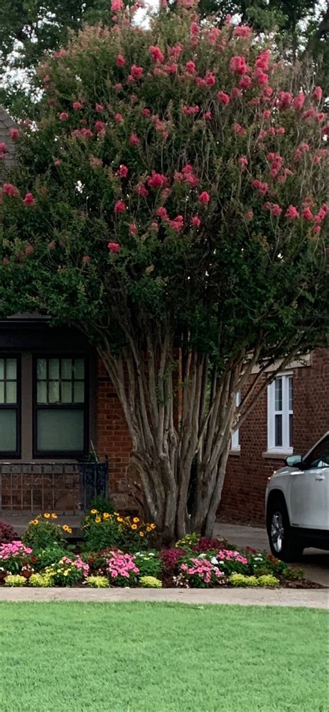 Crape Myrtle Our Longest Blooming Plant — Hall Stewart Lawn And Landscape