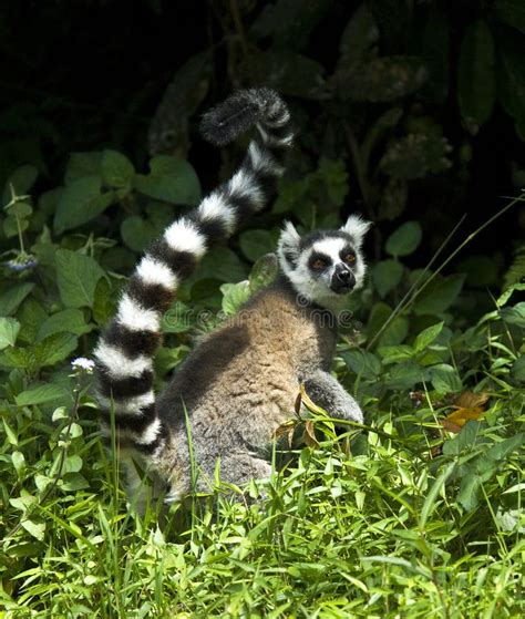 Ringstaartmaki Ring Tailed Lemur Lemur Catta Stock Image Image Of