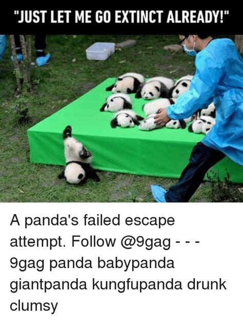 Just Let Me Go Extinct Already A Panda S Failed Escape Attempt Follow Gag Panda