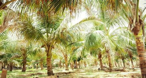 Farmers Grow Coconuts In Deserts To Improve Livelihoods