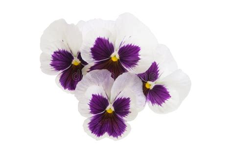 1323 Isolated Pansies Photos Free And Royalty Free Stock Photos From