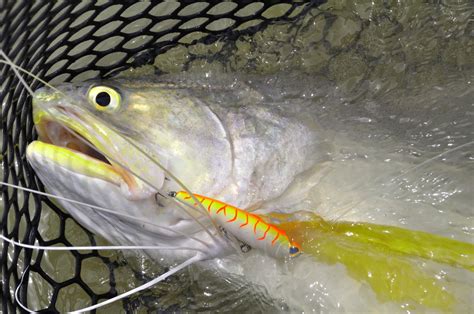 King Threadfin A Great Light Tackle Sportfish Guided Fishing Downunder