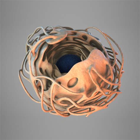 Cell Nucleus 3d Model Cgtrader