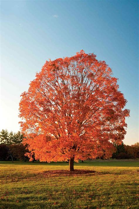 Pick The Right Maple Tree Southern Living
