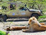 African Safari Parks Pictures