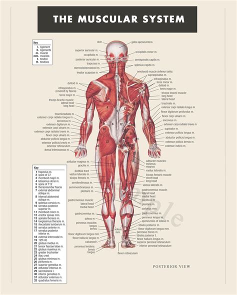 Digital Print Instant Download Muscular System Anatomy Doctor Physical Therapist Art Educational