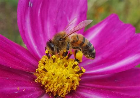 Urban Pollinators Some Blog Statistics And The 10 Most Read Blog Posts
