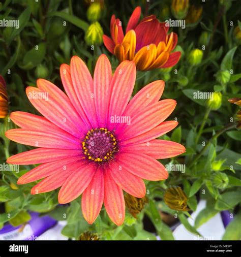 Pure Bliss Hi Res Stock Photography And Images Alamy