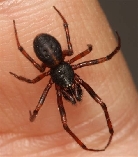 Male Cobweb Weaver Spider The Backyard Arthropod Project