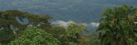 Ethiopia Biosphere Reserve In The Wild Coffee Forest Manfred
