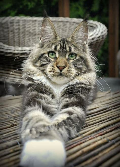Cute Overload Five Interesting Facts About Maine Coon Cats
