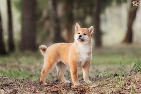 Japanese Shiba Inu Dog Breed Information Buying Advice Photos And