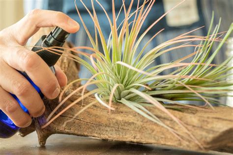 How To Grow Air Plants