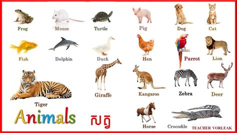 Learn English Khmer Animals រៀនភាសាអង់គ្លេស អំពី ឈ្មោះសត្ Youtube