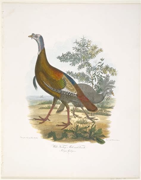 wild turkey prince charles lucien bonaparte artist after titian ramsey peale engraver
