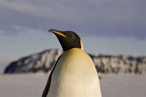 Emperor Penguin At Little Razorback Isla Photo By Philip Bohlmann