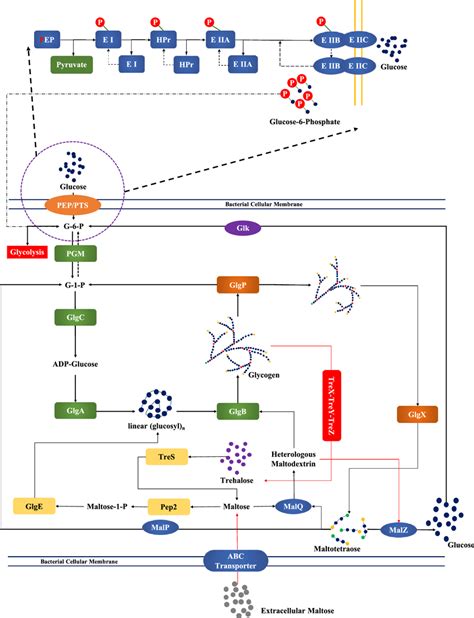 Bacterial Glycogen Metabolism With Integrated Maltose And Trehalose Download Scientific Diagram