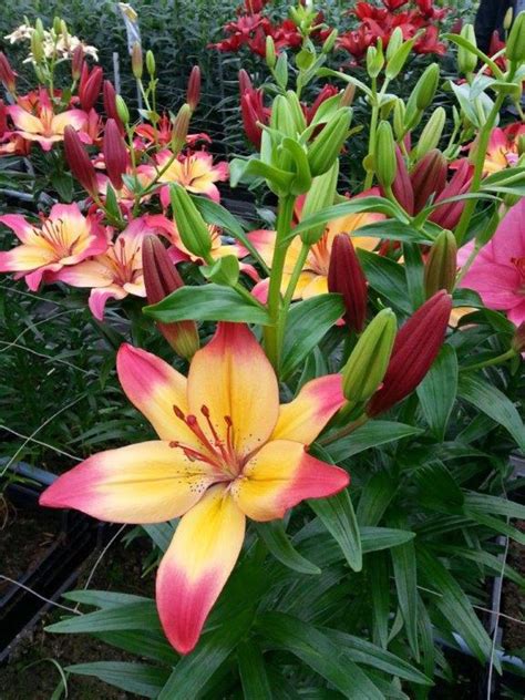 Heartstrings Asiatic Lily Asiatic Lilies Lily Lilies Asiatic