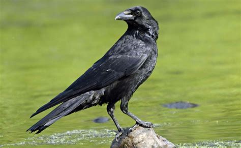 Mike Thinks Thoughts Carrion Crows In Japan Can Teach Us A Lesson In
